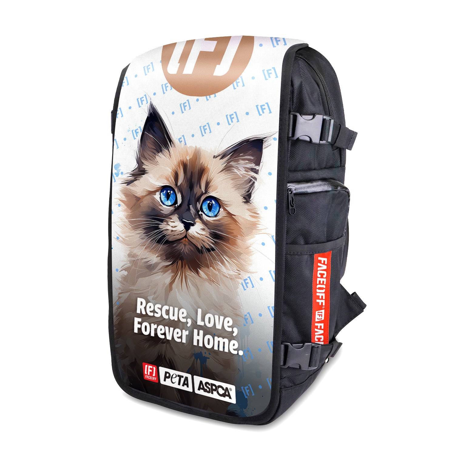 Birman Kitten - Large